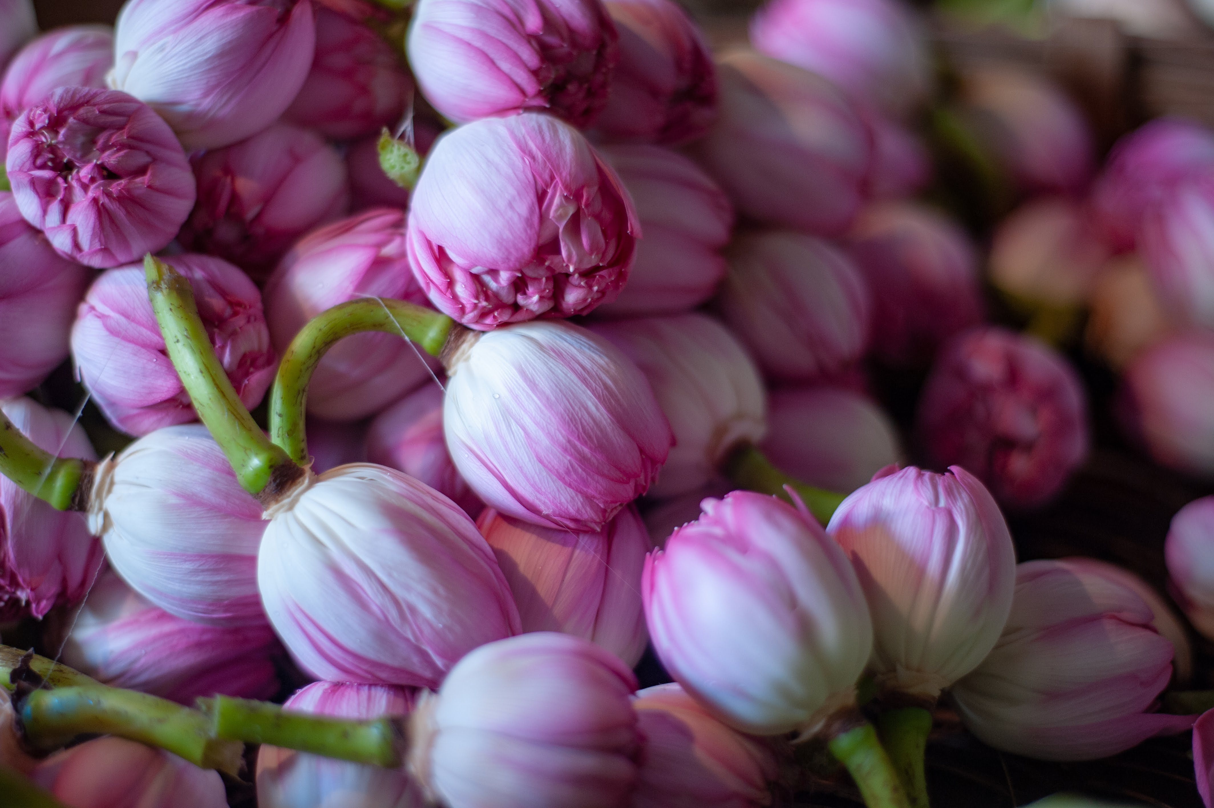A close up shot of beautiful pink tulip buds.