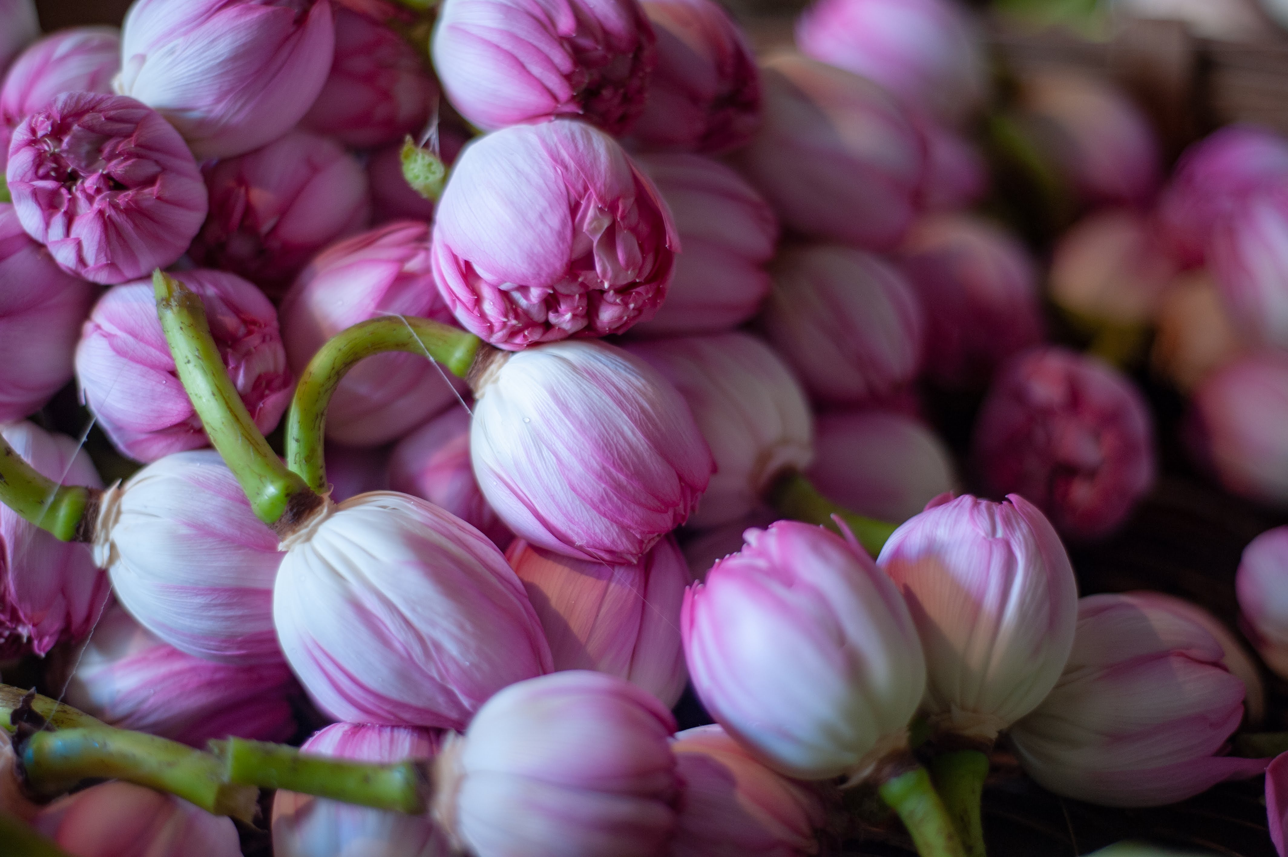 A close up shot of beautiful pink tulip buds. 