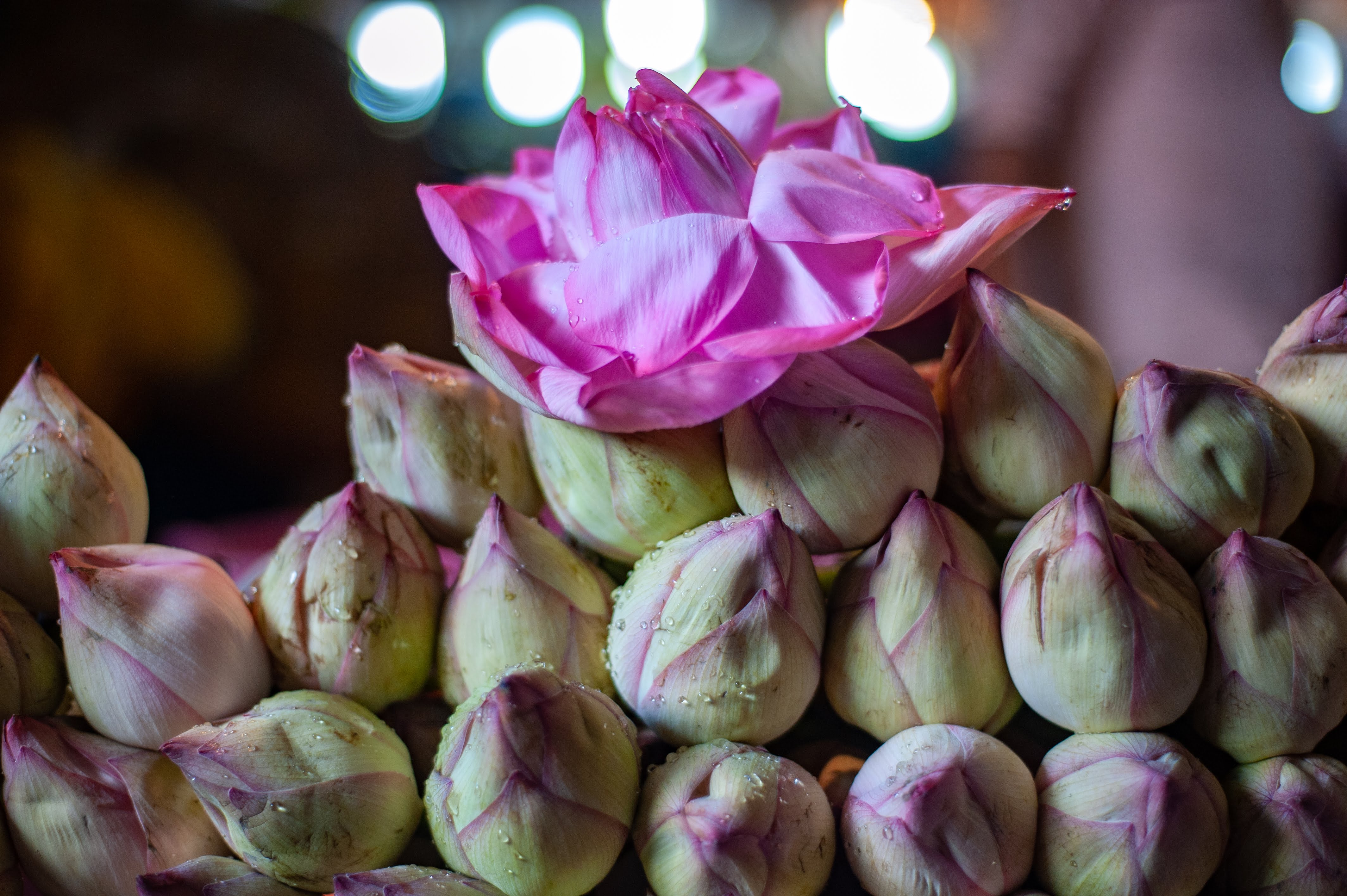 A front, close-up shot of a lotus bloom delicately placed over s stack of lotus buds.