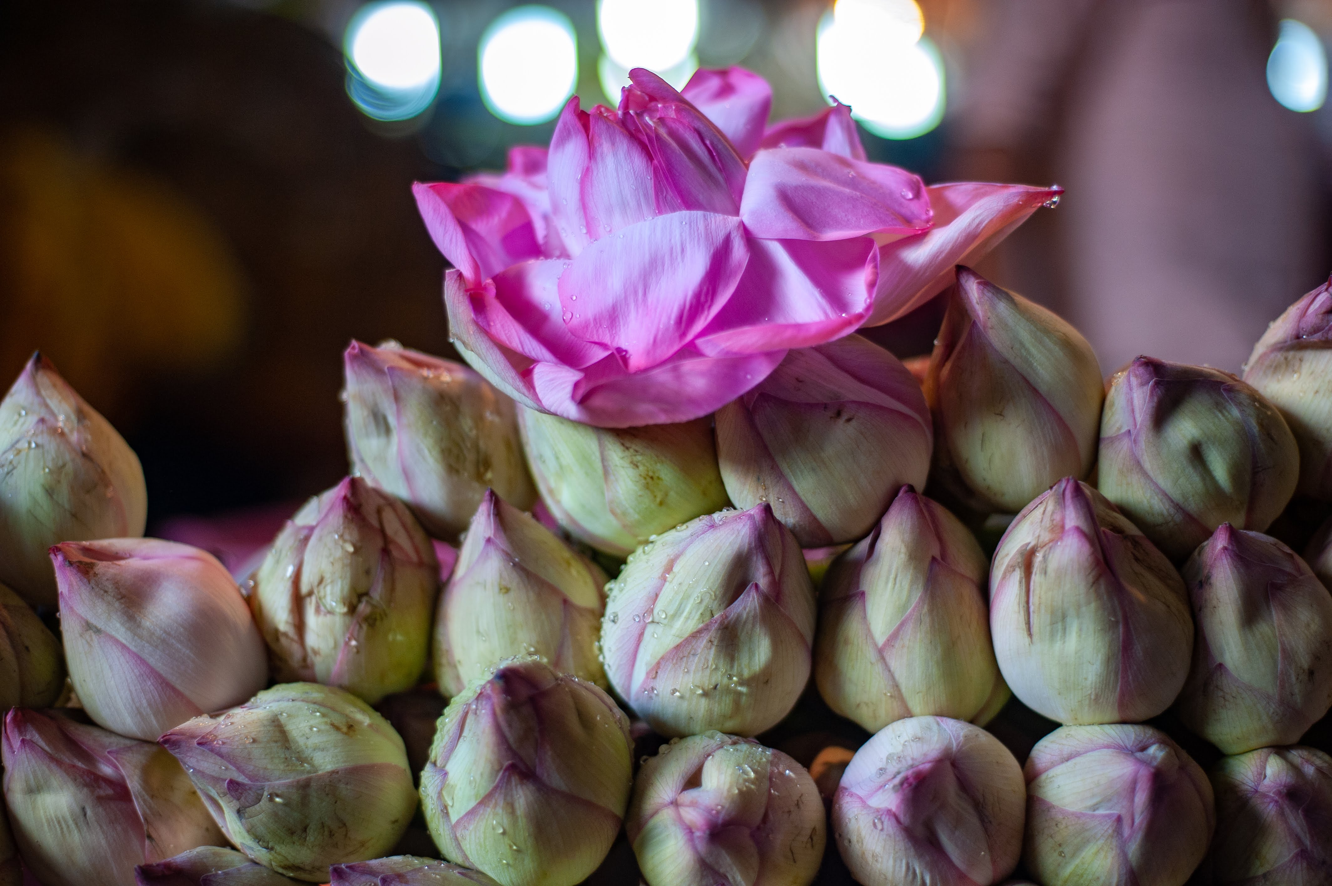 A front, close-up shot of a lotus bloom delicately placed over s stack of lotus buds. 